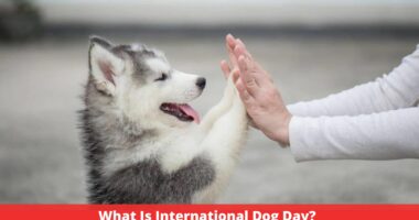 What Is International Dog Day?