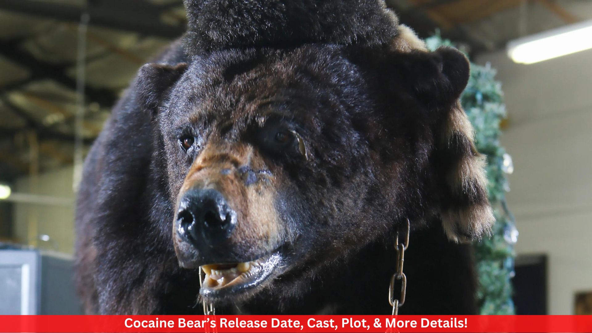 Cocaine Bear’s Release Date, Cast, Plot, & More Details!
